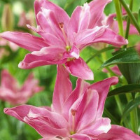  Лилия азиатская Candy Blossom (Кэнди Блоссом)