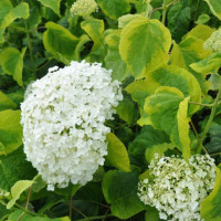 Гортензия древовидная Golden Annabelle (Голден Анабель)