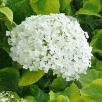 Гортензия древовидная Golden Annabelle (Голден Анабель)