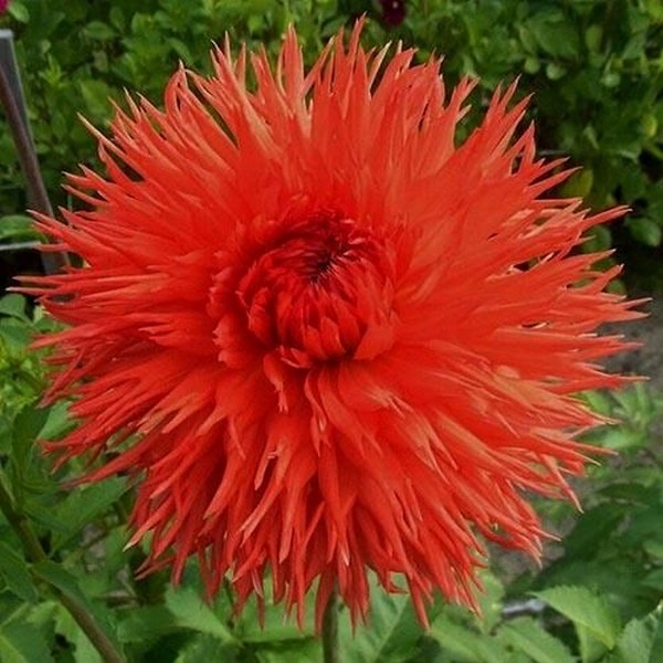 Саженцы Георгина бахромчатая Mel's Orange Marmelade (Мелз Оранж Мармелад)