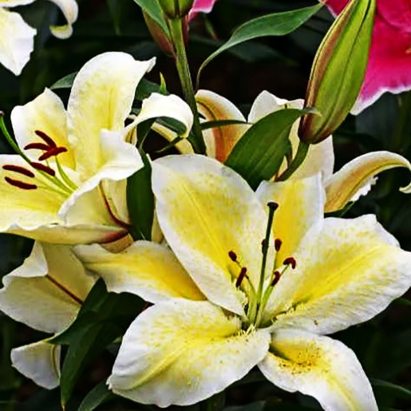  Лилия восточная Suncatcher (Санкетчер)