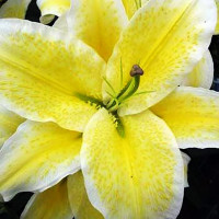  Лилия восточная Suncatcher (Санкетчер)