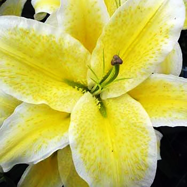  Лилия восточная Suncatcher (Санкетчер)