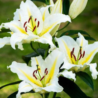  Лилия восточная Bufferi (Бафферари)