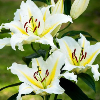  Лилия восточная Bufferi (Бафферари)