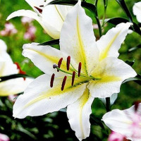  Лилия восточная Bufferi (Бафферари)