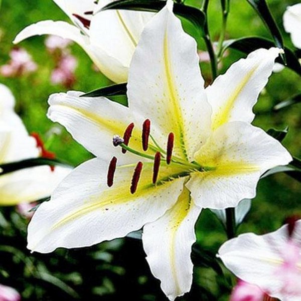  Лилия восточная Bufferi (Бафферари)