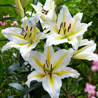  Лилия восточная Bufferi (Бафферари)