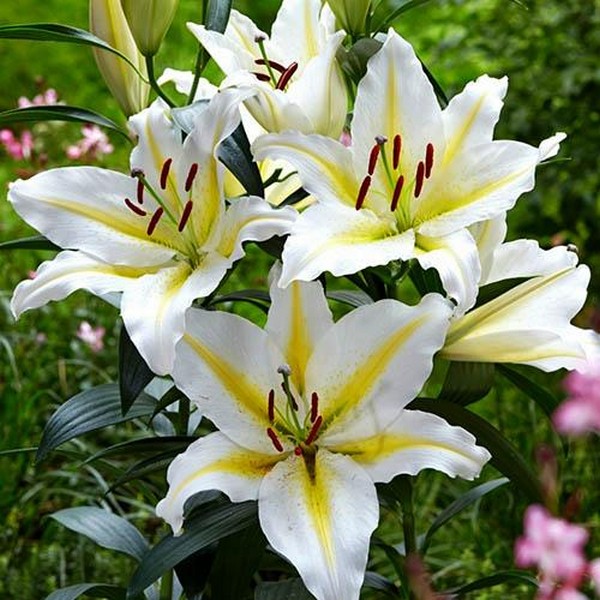  Лилия восточная Bufferi (Бафферари)