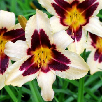 Саженцы Лилейник Wild Horses (Уайлд Хорсес)