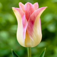 Тюльпан лилиецветный Элегант Леди (в упаковке - 3шт.)