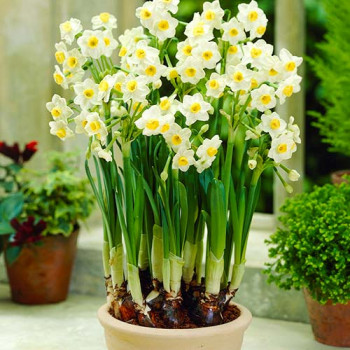 Нарцисс Аваланш (в упаковке - 3шт.)