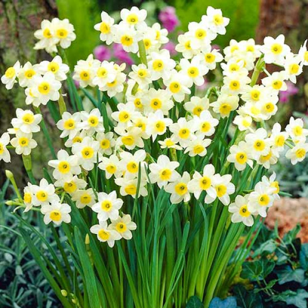 Нарцисс Аваланш (в упаковке - 3шт.)