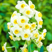 Нарцисс Аваланш (в упаковке - 3шт.)