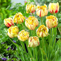 Тюльпан махровый Гламур Юник (в упаковке - 3шт.)