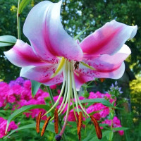  Лилия ОТ гибрид Anastasia (Анастасия)