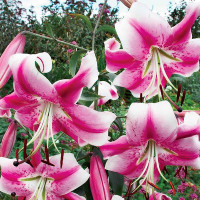  Лилия ОТ гибрид Anastasia (Анастасия)