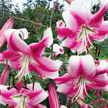  Лилия ОТ гибрид Anastasia (Анастасия)