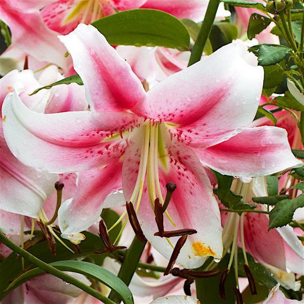  Лилия ОТ гибрид Anastasia (Анастасия)