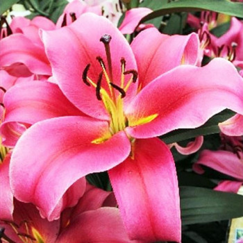  Лилия ОТ гибрид Imprato (Импрато)