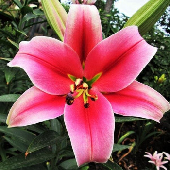  Лилия ОТ гибрид Imprato (Импрато)