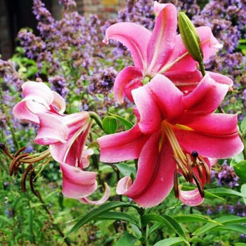  Лилия ОТ гибрид Imprato (Импрато)