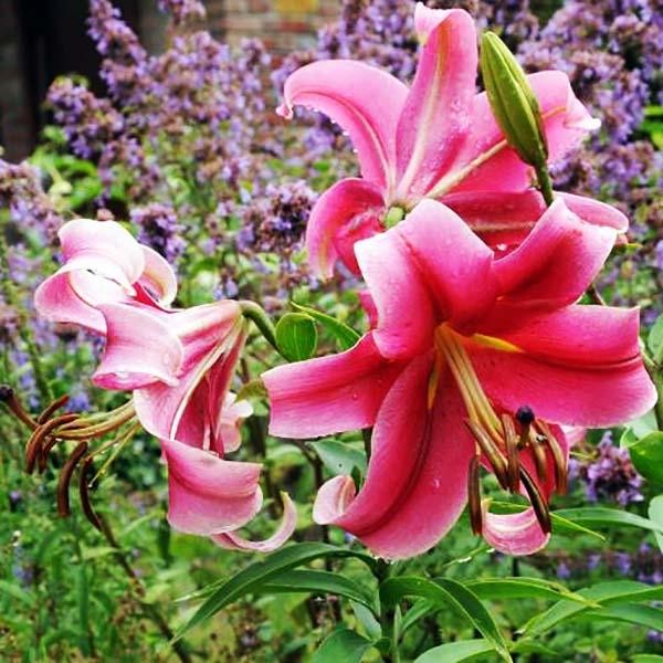  Лилия ОТ гибрид Imprato (Импрато)