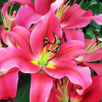  Лилия ОТ гибрид Imprato (Импрато)