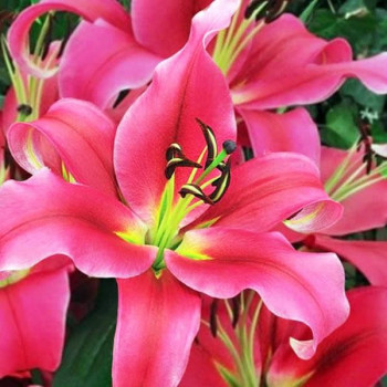  Лилия ОТ гибрид Imprato (Импрато)