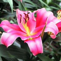  Лилия ОТ гибрид Imprato (Импрато)