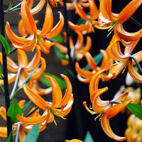  Лилия Orange Marmelade (Оранж Мармелад)