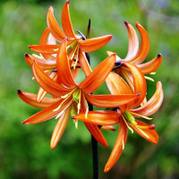  Лилия Orange Marmelade (Оранж Мармелад)
