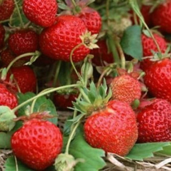 Клубника  Кокинская Ранняя  (упаковка 5 шт.)