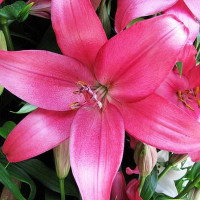  Лилия Purple Diamond (Пурпл Диамонд)