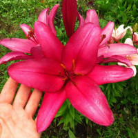  Лилия Purple Diamond (Пурпл Диамонд)