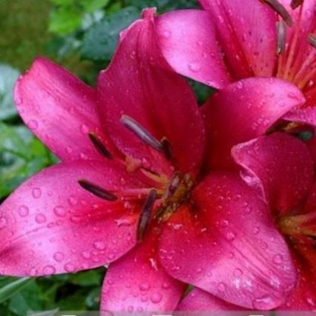  Лилия Purple Diamond (Пурпл Диамонд)