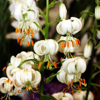  Лилия Snowy Morning (Сноу Морнинг)