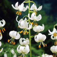  Лилия Snowy Morning (Сноу Морнинг)