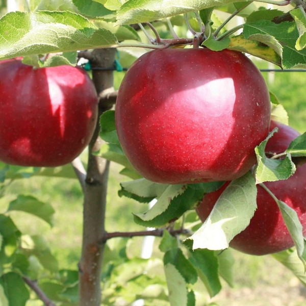 Саженцы Яблоня Женева