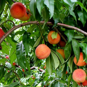 Саженцы Персик Топ Свит