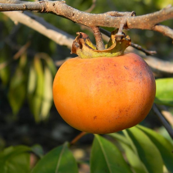 Саженцы Хурма Россиянка