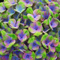 Гортензия крупнолистная Magical Amethyst Blue (Мэджикал Аметист Блю)