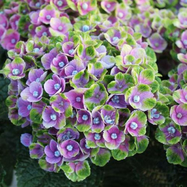 Гортензия крупнолистная Magical Amethyst Blue (Мэджикал Аметист Блю)