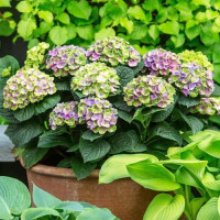 Гортензия крупнолистная Magical Amethyst Blue (Мэджикал Аметист Блю)