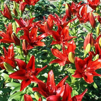  Лилия ЛА гибрид Original Love (Ориджинал Лав)