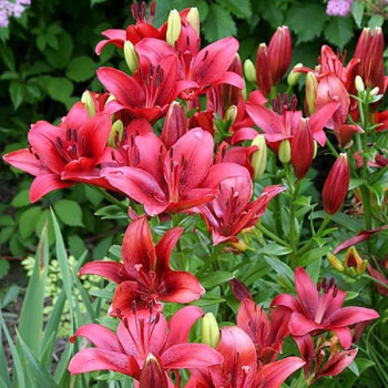  Лилия ЛА гибрид Original Love (Ориджинал Лав)