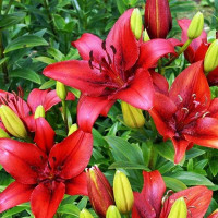  Лилия ЛА гибрид Original Love (Ориджинал Лав)