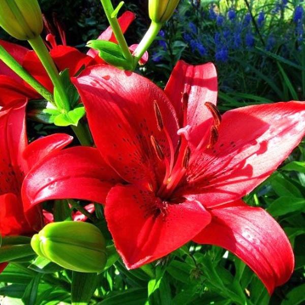  Лилия ЛА гибрид Original Love (Ориджинал Лав)