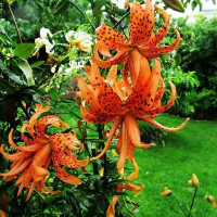  Лилия тигровая Flore Pleno (Флора Плена)