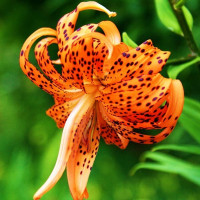  Лилия тигровая Flore Pleno (Флора Плена)